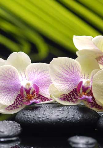 Dermalogica Back Treatment